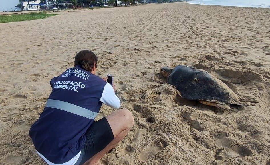 Tartaruga Cabeçuda deposita ovos na Praia de Piedade